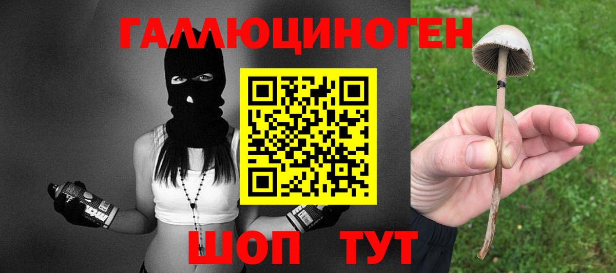 Галлюциногенные грибы Psilocybe Славгород